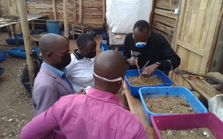 Monitoring of our beneficiary for Black Soldier flies in Isingiro district.
