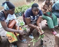 Skilling of farmers on grafting in Kyangwali refugee settlement.